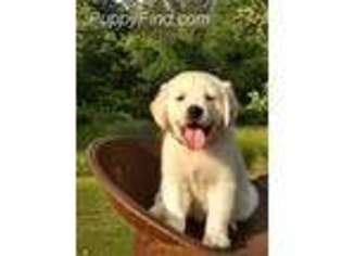 Golden Retriever Puppy for sale in Westover, MD, USA