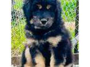 Tibetan Mastiff Puppy for sale in Park Hills, MO, USA