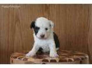 Mutt Puppy for sale in Seymour, IA, USA