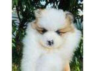 Pomeranian Puppy for sale in Haines City, FL, USA