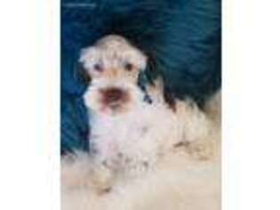 Mutt Puppy for sale in Scotland, GA, USA