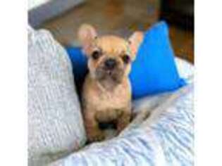 French Bulldog Puppy for sale in Fennimore, WI, USA