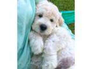 Goldendoodle Puppy for sale in Anza, CA, USA