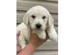 Goldendoodle Puppy for sale in Karlstad, MN, USA