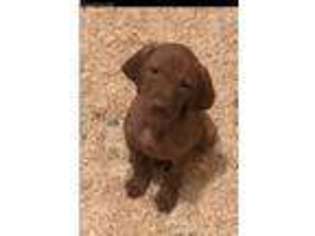 Vizsla Puppy for sale in VALLEY VIEW, PA, USA
