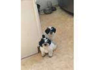 Mutt Puppy for sale in Clinton, MD, USA