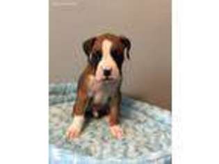 Boxer Puppy for sale in Richmond, VA, USA