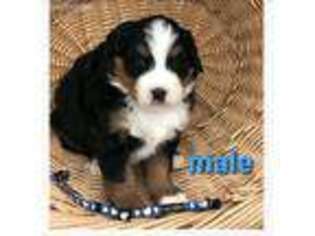 Bernese Mountain Dog Puppy for sale in Chino, CA, USA