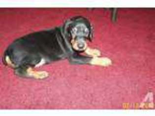 Doberman Pinscher Puppy for sale in BRYAN, OH, USA