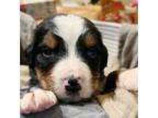 Bernese Mountain Dog Puppy for sale in Benton, KY, USA