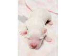 Coton de Tulear Puppy for sale in Rockford, MI, USA