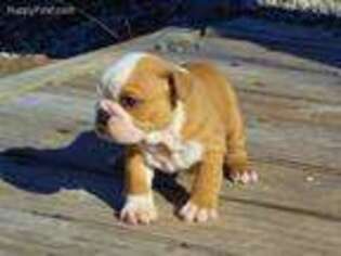 Bulldog Puppy for sale in Baltimore, OH, USA