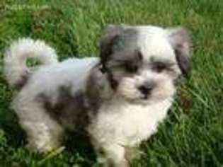 Mal-Shi Puppy for sale in Union Bridge, MD, USA