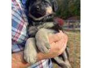 German Shepherd Dog Puppy for sale in Linden, TN, USA
