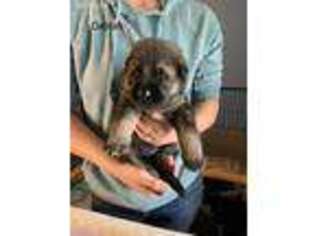 German Shepherd Dog Puppy for sale in Winamac, IN, USA