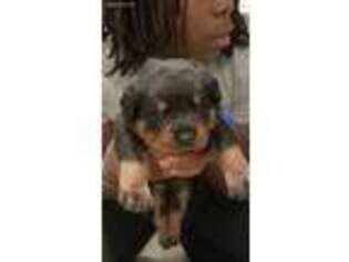Rottweiler Puppy for sale in Smyrna, DE, USA