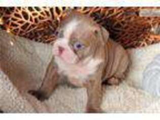 Boston Terrier Puppy for sale in Columbia, MO, USA