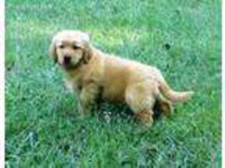 Golden Retriever Puppy for sale in New London, NC, USA