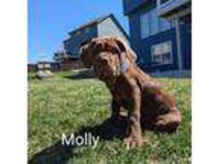 Neapolitan Mastiff Puppy for sale in Kansas City, MO, USA