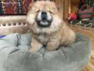 Chow Chow Puppy for sale in Camp Nelson, CA, USA