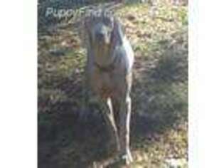 Weimaraner Puppy for sale in Lebanon, MO, USA