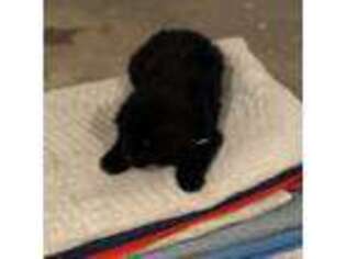 Newfoundland Puppy for sale in Muscoda, WI, USA