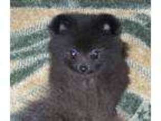 Pomeranian Puppy for sale in LATROBE, PA, USA