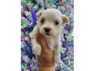 Maltese Puppy for sale in Denair, CA, USA