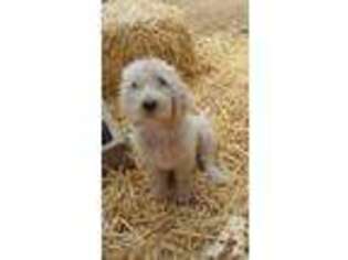 Labradoodle Puppy for sale in PLACERVILLE, CA, USA