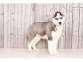 Siberian Husky Puppy for sale in Columbus, OH, USA