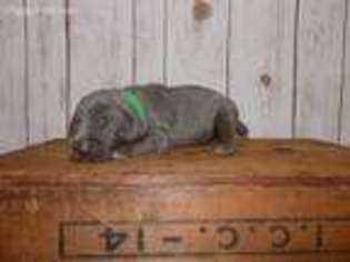 Weimaraner Puppy for sale in Salem, IL, USA