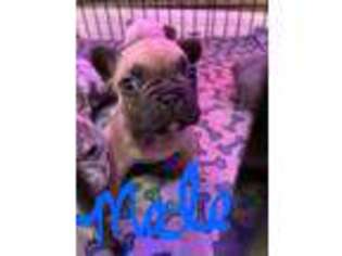 French Bulldog Puppy for sale in Texas City, TX, USA