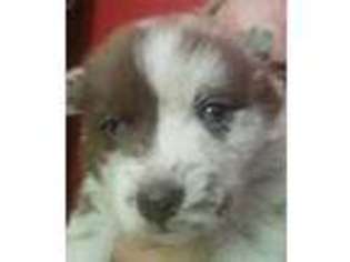 Mutt Puppy for sale in FREDERIC, MI, USA
