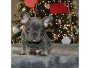 French Bulldog Puppy for sale in Abbeville, SC, USA