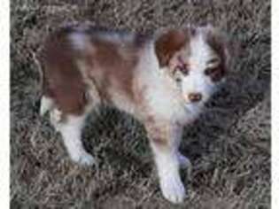 Border Collie Puppy for sale in Bethpage, TN, USA