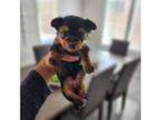 Yorkshire Terrier Puppy for sale in Buckeye, AZ, USA