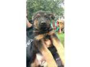 German Shepherd Dog Puppy for sale in Morgantown, PA, USA