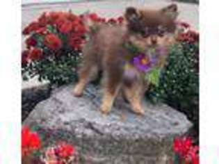 Pomeranian Puppy for sale in Medina, OH, USA