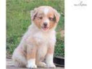 Miniature Australian Shepherd Puppy for sale in Lexington, KY, USA