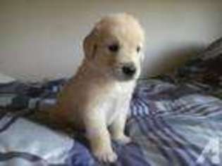 Golden Retriever Puppy for sale in FLORENCE, TX, USA