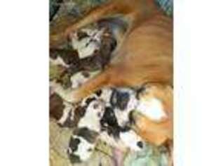 Olde English Bulldogge Puppy for sale in Chaptico, MD, USA