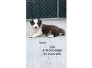 Border Collie Puppy for sale in Lathrop, MO, USA