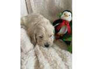 Goldendoodle Puppy for sale in Bismarck, ND, USA