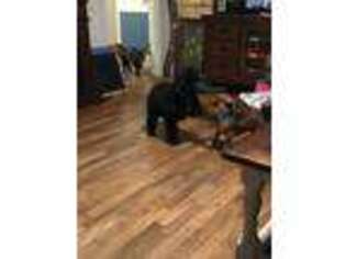 Mutt Puppy for sale in Diboll, TX, USA