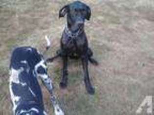 Great Dane Puppy for sale in TANEYTOWN, MD, USA