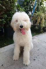 Goldendoodle Puppy for sale in Winnetka, CA, USA