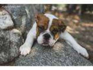 Bulldog Puppy for sale in Lawndale, CA, USA