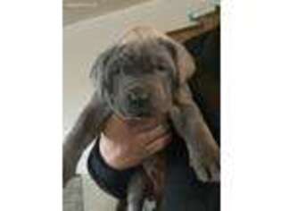 Neapolitan Mastiff Puppy for sale in Clyde, OH, USA