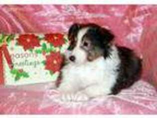 Shetland Sheepdog Puppy for sale in Rochester, NY, USA