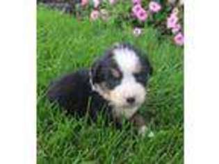 Appenzeller Sennenhund Puppy for sale in Millersburg, OH, USA